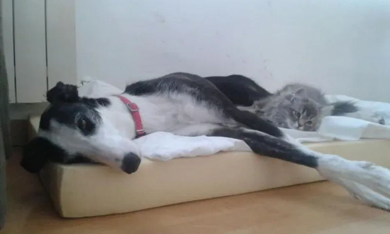 13096146 210530035999807 8567177739679082869 n