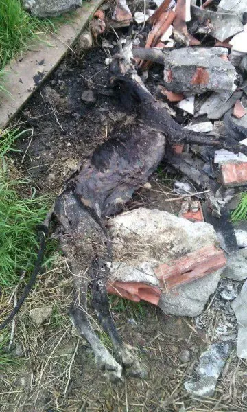 13096215 10206263107722894 7924080119387773690 n