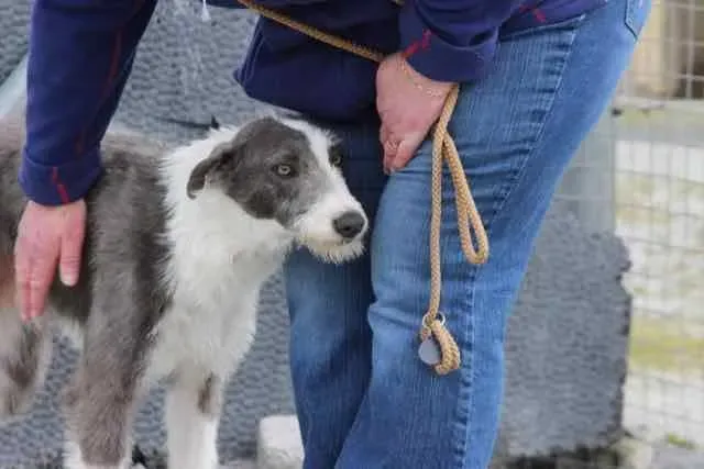 13100797 1016140705136451 832176262904392557 n