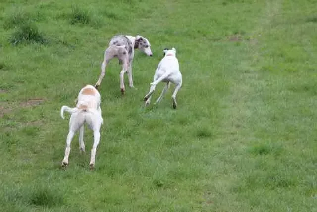 13100797 1016145708469284 6801502526463059335 n