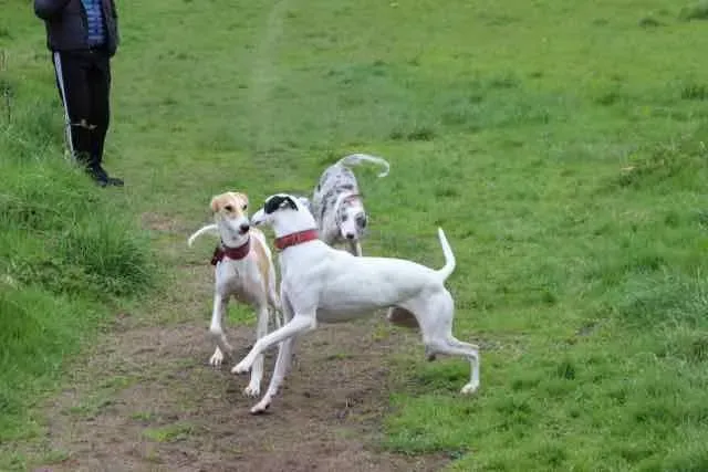 13100840 1016145531802635 7193522608800341627 n