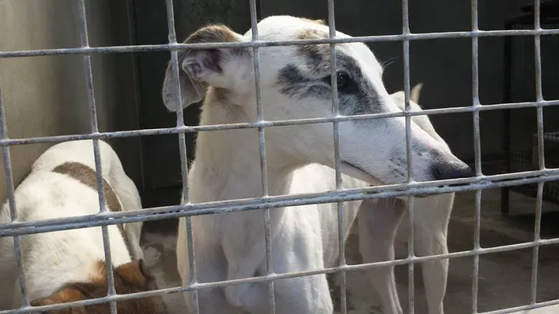 13100851 923500834414377 9172616704310401457 n