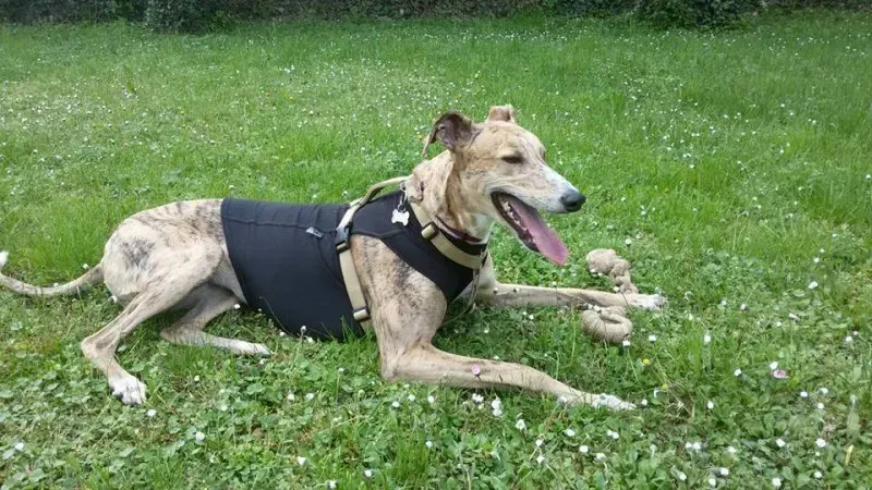 13102768 1727064267533970 4361063107224553366 n