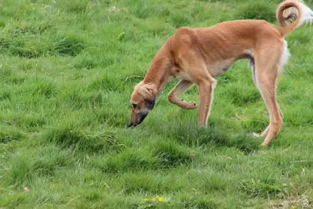 13103291 1016142231802965 8684002681467539784 n