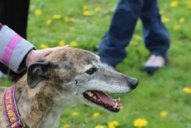 13103332 1016145328469322 3659357597878420552 n