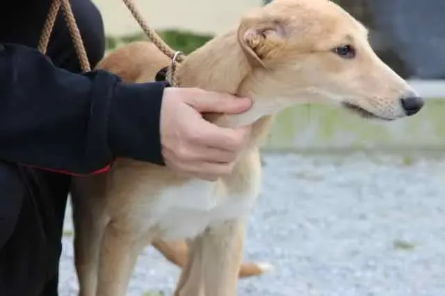 13103392 1016140041803184 3917674208511706758 n