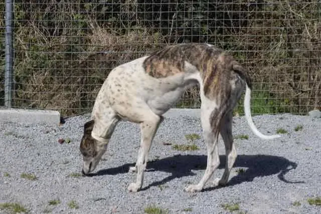 13103466 1016146935135828 4299728133208986211 n