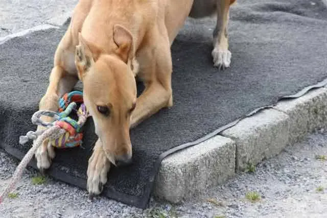 13118860 1016141805136341 4924933815961762120 n