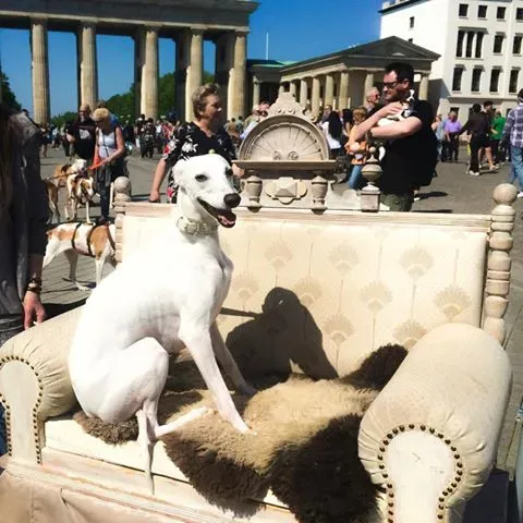 13119005 1693108637643343 510518063002443072 n