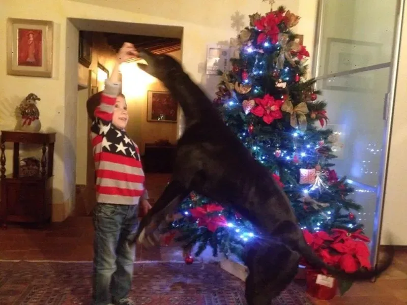 13119087 1019466984803823 4957738258147202610 n