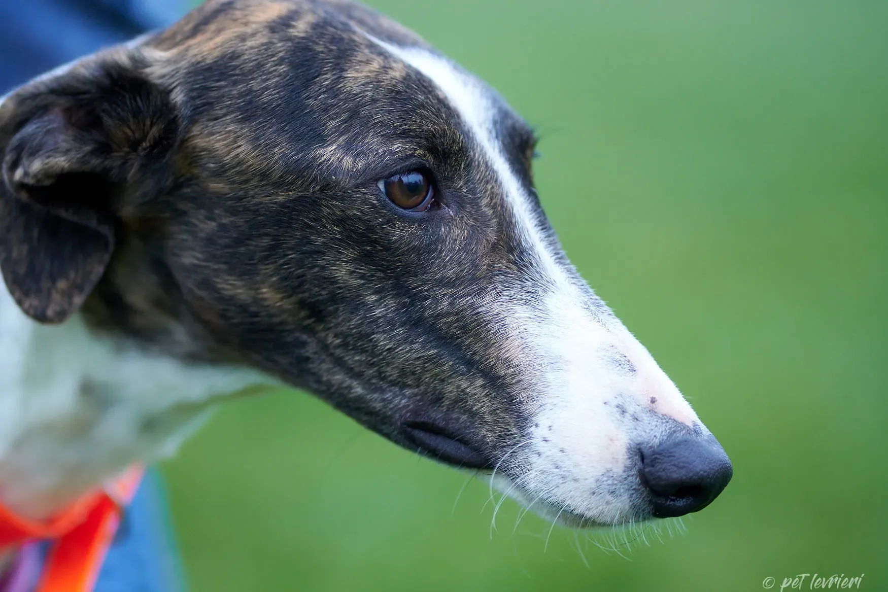 131210964 3583747311709098 8400707655777745355 o