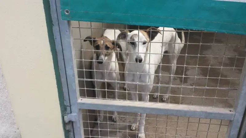 13133241 923500924414368 7981076955281785049 n