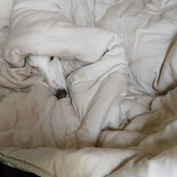 13133285 1023381211079067 7640984973123971351 n