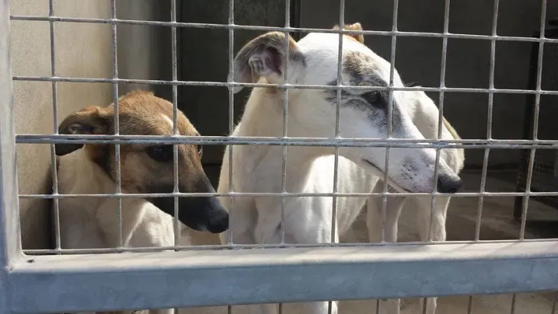 13138867 923500861081041 1613705026916805052 n 1