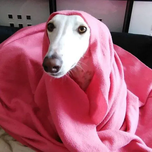 13138960 1023381137745741 7479768287034852254 n