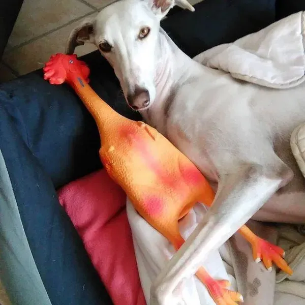 13164252 1023381391079049 4615803573631001820 n