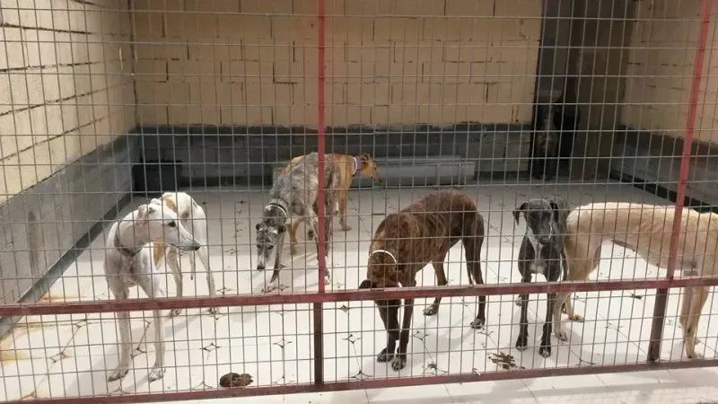 13164382 1025495010867687 4422263038440423140 n