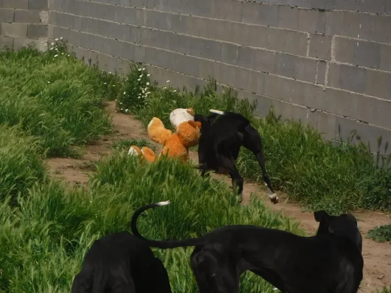 13165869 1200678733277619 5964552400854335199 n