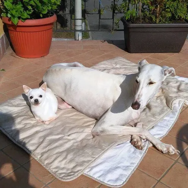 13165975 1023381261079062 2824185588439616598 n