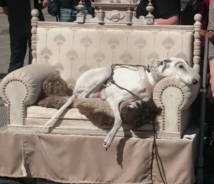 13173921 995759080510485 6470060378341593389 n