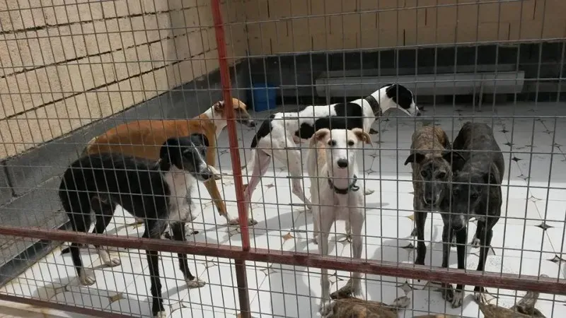 13173937 1025494994201022 3101252937557820023 n