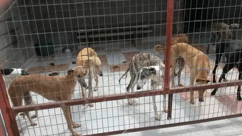 13177123 1025495077534347 7036758368665956607 n