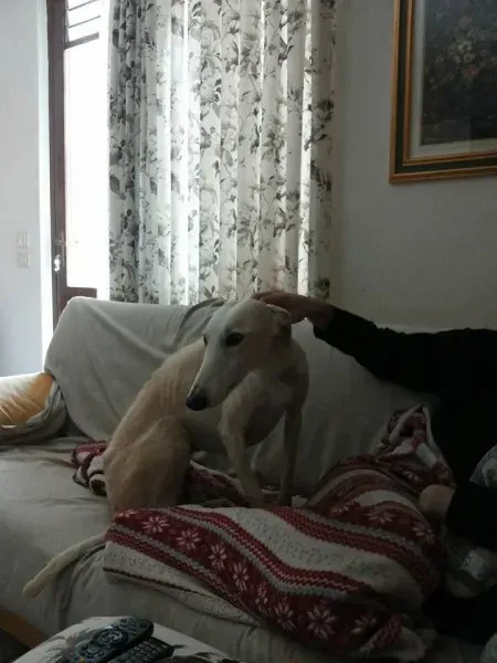 13177399 1028006690616519 6075429584246706955 n