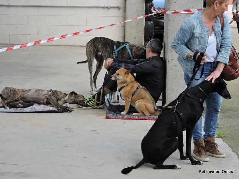 13177623 1028031823947339 3518685334115633804 n