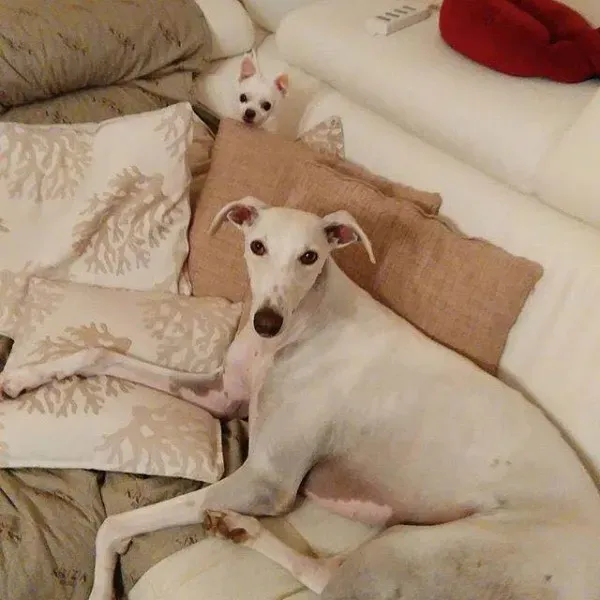 13177681 1023381361079052 1834159824821418872 n