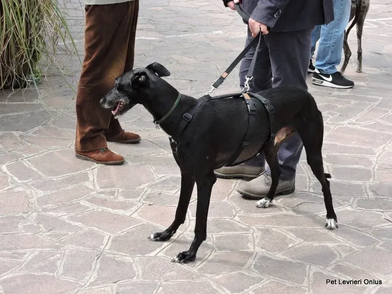 13177788 1027256314024890 839588127253038122 n