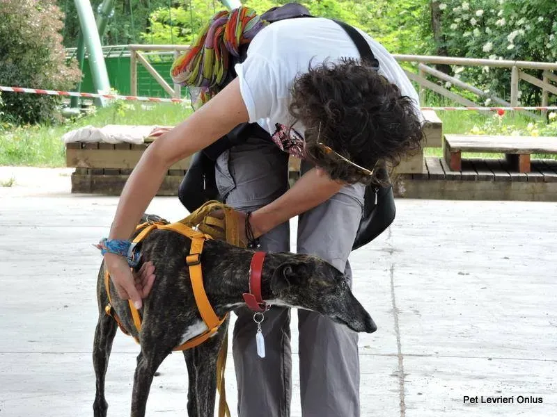 13178666 1028013893949132 723049665279370231 n