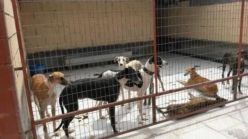 13178783 1025484137535441 3087754981724470103 n