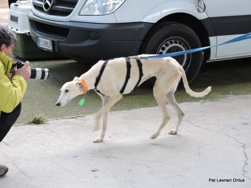 13179371 1028006550616533 7306228098512470389 n