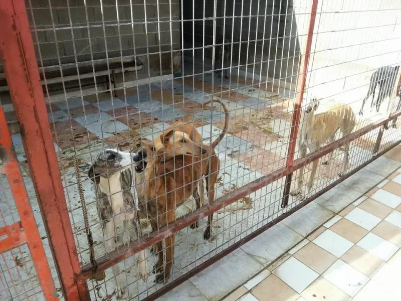 13221501 1025494927534362 2171854554607215704 n