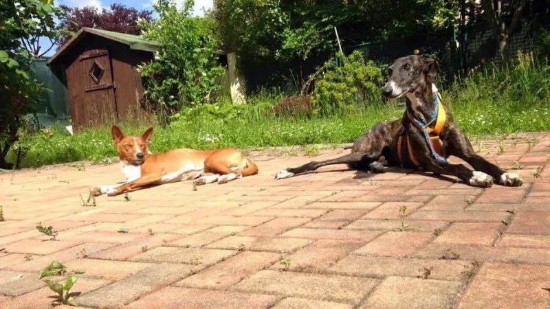 13221527 1028013420615846 7441786895351000937 n