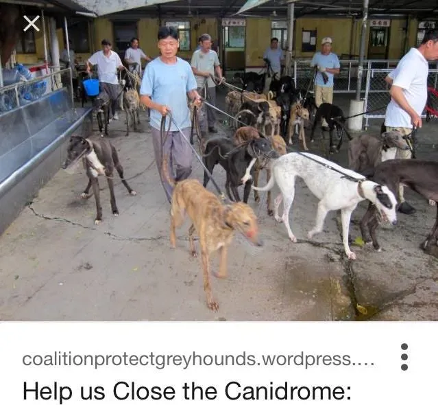 13221709 10208067974889685 8857902564214927315 n