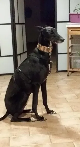 13226973 1334605306556323 2720788711054297791 n