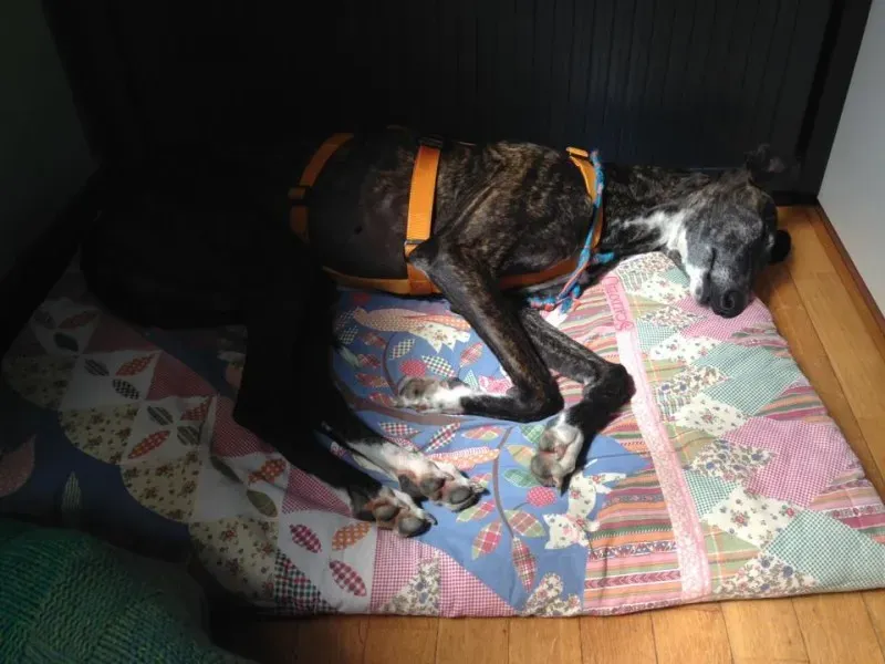 13230263 10208560278471812 608831543628929580 n