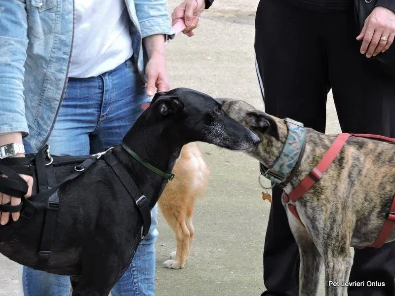 13232928 1028031887280666 2632478519950047724 n