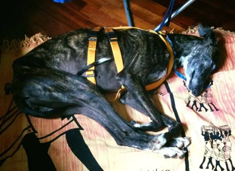 13233055 1028013770615811 4141239947709428540 n