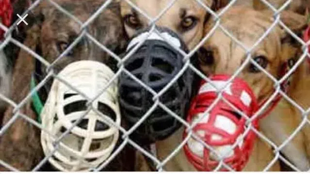 13237740 10208067974649679 6879406074632011819 n