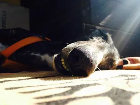 13239210 10208558858956325 186333496395857040 n