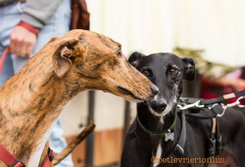 13239237 1028031997280655 97402849220151182 n