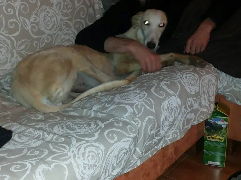 13239297 1028006647283190 45726719334053277 n