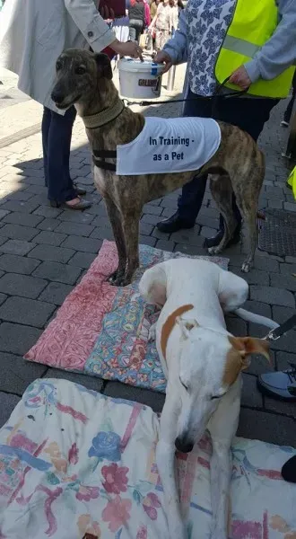 13239369 10208282035342100 6645027615328569838 n