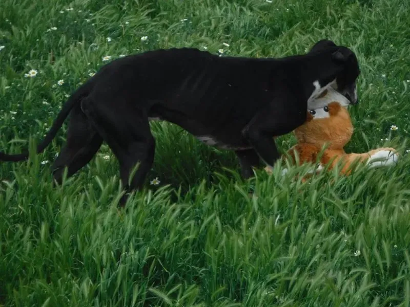 13241322 1200678653277627 6879769338910140850 n