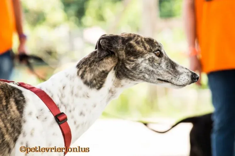 13243974 1036434913107030 8100380406239381824 o