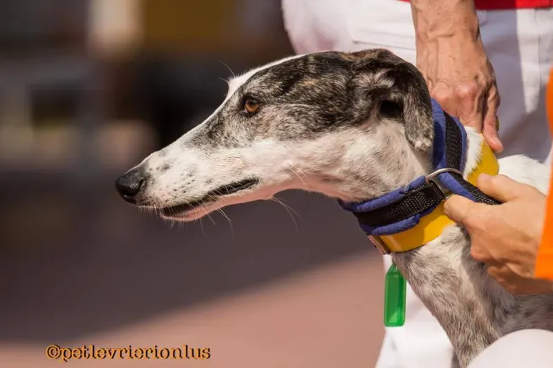 13244630 1114881355262385 1318783191319056113 n