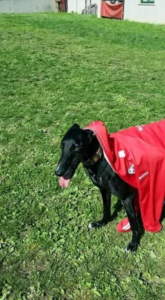 13244674 1334605109889676 3024486218603581259 n