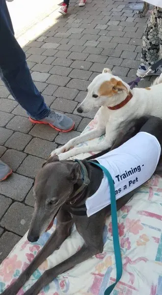 13254033 10208282028581931 7194908678463358412 n